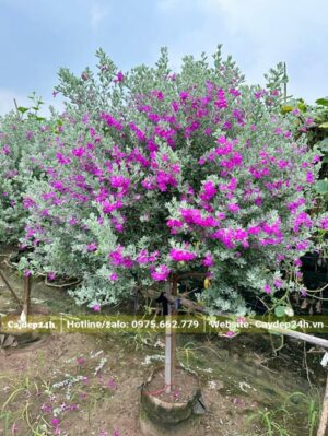 Cây Tuyết Sơn Phi Hồ nở hoa đẹp, tán tròn đẹp
