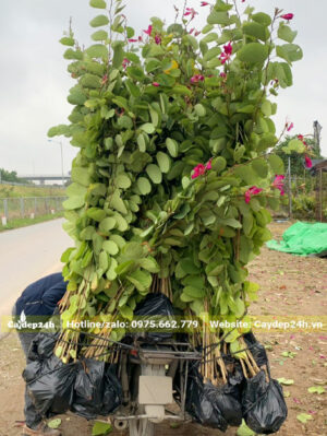 100 cây giống ban tím được giao tận nơi cho khách