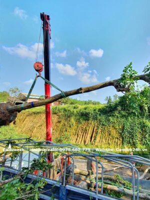 Nâng hạ cây Đỗ Mai công trình đường kính gốc 20cm bằng cần cẩu