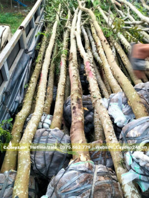 Thùng xe đang xếp hơn 50 cây Muồng hoa Đào đường kính gốc 15 - 18cm