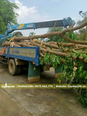 Sắp xếp hơn 10 cây Nhội đường kính gốc 22cm lên xe tải