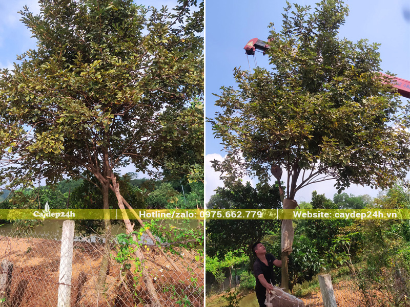 Di chuyển cây phong linh vàng công trình đường kính gốc 15 - 20cm