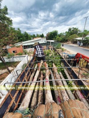 Cả trăm cây Sang công trình đường kính gốc 30cm xếp gọn gàng trên thùng xe