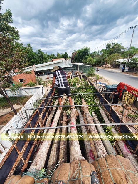 Cả trăm cây Sang công trình đường kính gốc 30cm xếp gọn gàng trên thùng xe