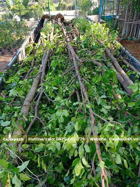 Cây đã dâm ủ nhiều năm, cành lá tươi tốt, chiều cao khoản 5m