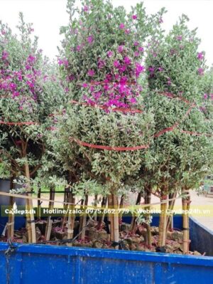 Tán cây được bón gọn để quá trình vận chuyển dễ dàng hơn