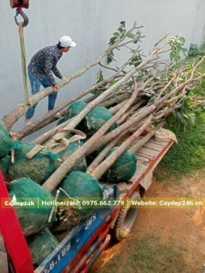 Xếp cây Vàng Anh đường kính gốc 15 - 20cm lên thùng xe cẩu