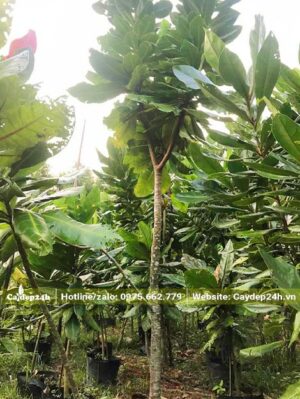 Vườn cây giống Bàng Vuông kích thước từ 1 - 3m