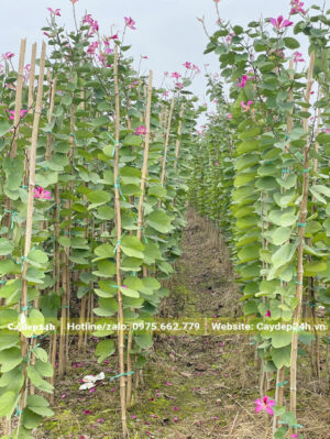 Dựng cọc để buộc cây ban tím nhỏ cho cây phát triển dáng thẳng đẹp