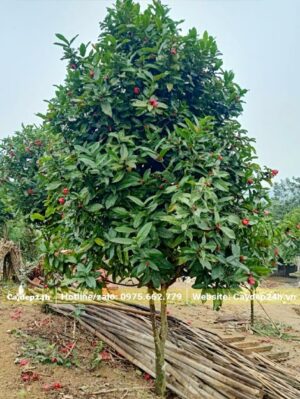 Hải Đường thân gỗ cao khoảng 4m, đang ra hoa