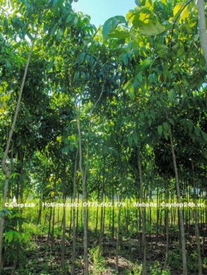 Nơi chuyên canh cây Nhạc Ngựa, cây mới kiến thiết cành tán cơ bản