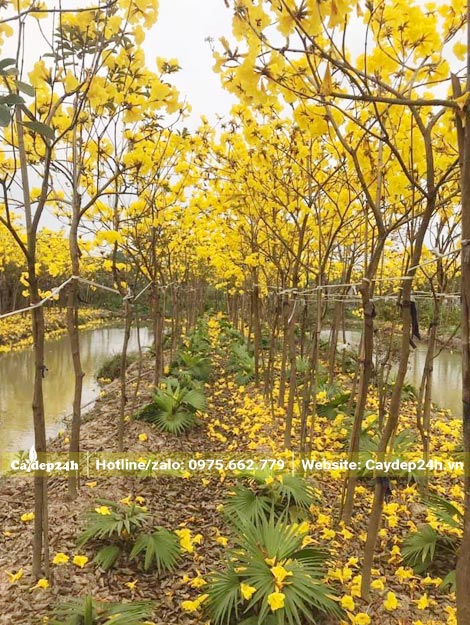 Vườn cây Phong Linh vàng đang rộ hoa, cây đường kính khoảng 5cm