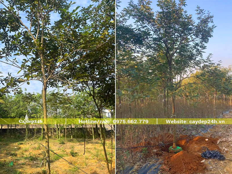 Bứng bầu cây cao 4m, đường kính gốc gần 10cm