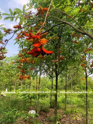 Sang công trình đường kính gốc từ 8cm trở lên đang sẵn hoa