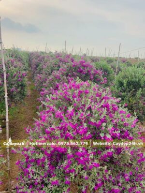 Vườn nuôi trồng hàng trăm cây Tuyết Sơn Phi Hồng cao 2m, tán tròn đẹp, đang nở hoa