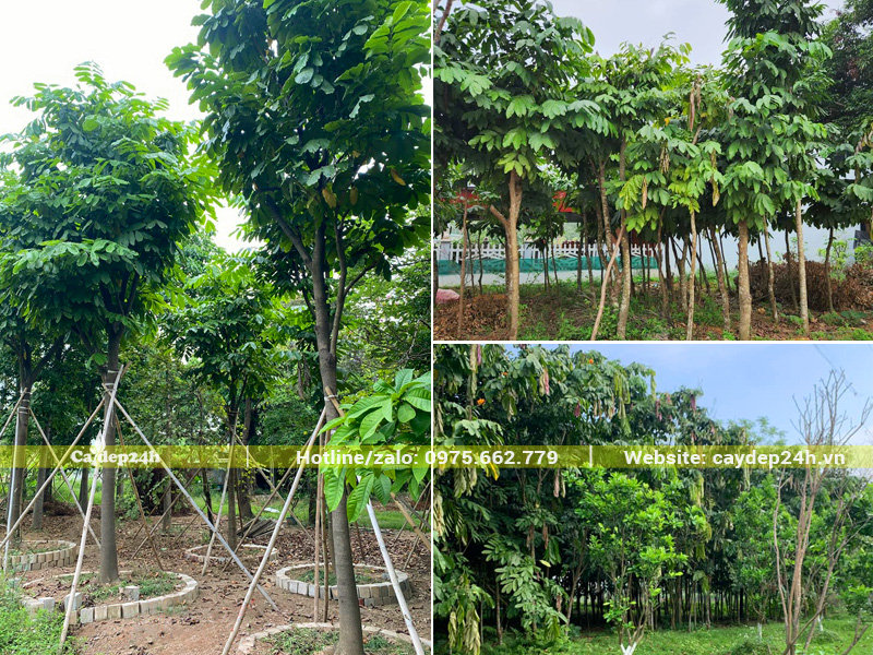 Hệ thống vườn dưỡng ủ, vườn trồng cây vàng anh công trình cao 4 - 5m trở lên