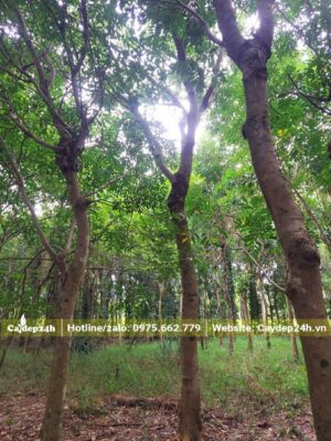Mua Xà Cừ bứng thẳng tại vườn, cây cao có đường kính gốc từ 15cm trở lên