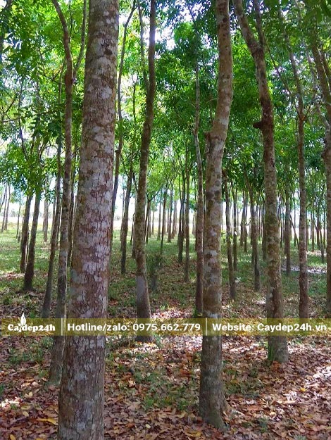 Vườn cây gỗ Xà Cừ đường kính thân 18 - 20cm đo cách gốc 1m