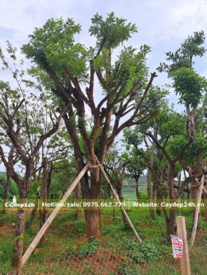 Vườn dâm ủ cây công trình, có gốc Hòe kích thước khủng đk gốc >30cm