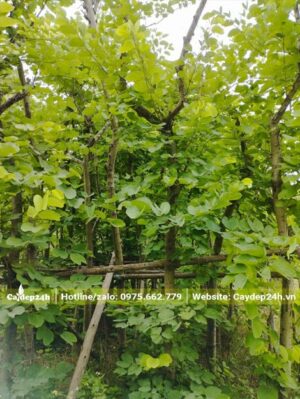 Ban Tím dâm ủ lâu năm cánh lá mới đang ra từ gốc đến ngọn