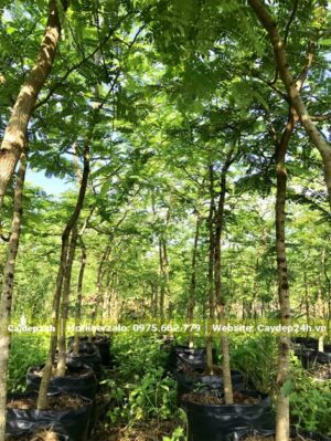 Vườn cây Me chua cao hơn 3m nuôi trong bầu từ khi còn nhỏ