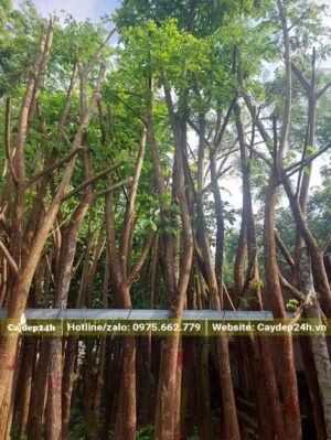 Dựng và buộc cây đã dâm ủ vào giàn đỡ