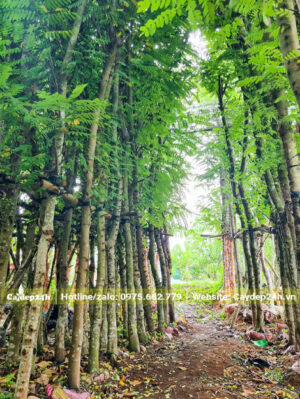 Vườn dâm ủ quy mô lớn, cây bọ cạp hồng cao hơn 5m, đường kính gốc hơn 10cm