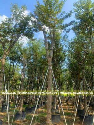 Phong Linh cổ thụ đường kính gốc 15cm đang dâm ủ trong bầu nổi