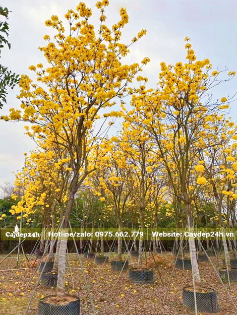 Hàng trăm cây hoa phong linh vàng cổ thụ được dưỡng ủ trong bầu nổi