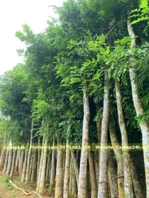 Xà Cừ dâm ủ cao khoảng 4m