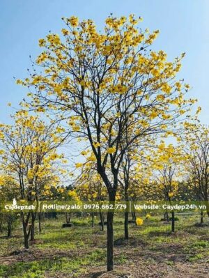 Cây Phong Linh công trình nhiều năm tuổi đường kính tán khoảng hơn 2m