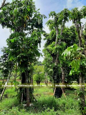 Khu vườn dưỡng cây Vàng Anh cổ thụ đường kính gốc lớn, cao khoảng 5 - 6m