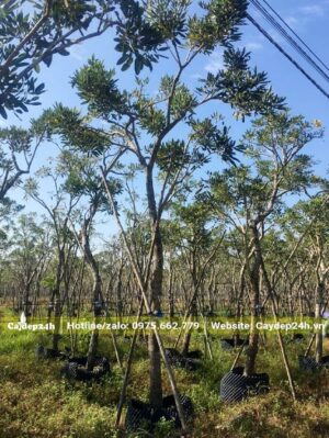 Vườn dâm ủ cây Chuông Vàng với mật độ phù hợp, cây được chống cọc rất chắc chắn