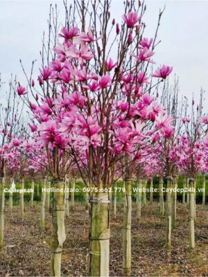 Toàn bộ cành cây Mộc Lan được bao phủ bởi màu hoa hồng xinh đẹp