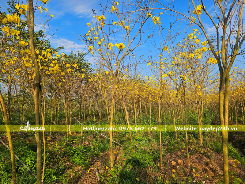 Vườn nuôi trồng phong linh hoa vàng lâu năm cây cao khoảng 3m, đường kính gốc 6 - 8cm