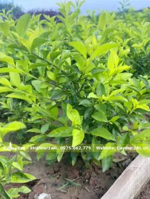 Cành lá cây Chuỗi Ngọc xanh mướt