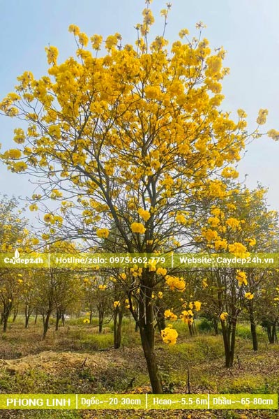 Vườn cây phong linh vàng cổ thụ đường kính gốc 20 - 30cm, hoa nở rực rỡ
