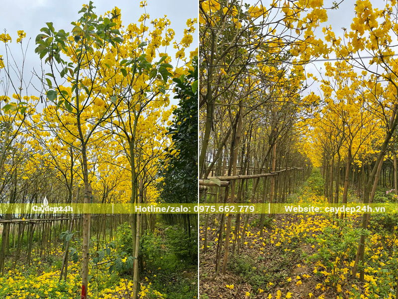 Vườn nuôi trồng số lượng lớn cây hoa phong linh vàng cao 3 - 4m