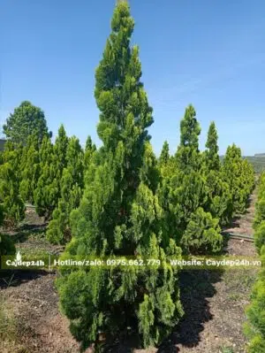 Vườn sẵn hàng trăm cây Trắc Bách Diệp cao 3m