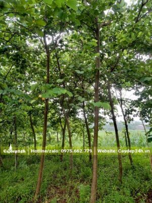 Nhà vườn trồng cây hoa Ban Tím trưởng thành