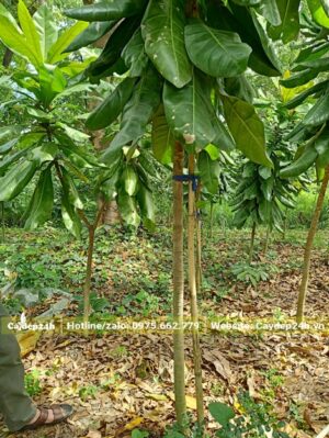 Bàng Vuông cao khoảng 3m, đường kính gốc chỉ 3cm