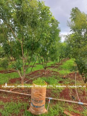 Vườn nuôi trồng cây hòe để kinh doanh, số lượng hàng trăm cây