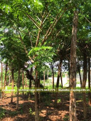 Vườn nuôi trồng cây Me Tây công trình nhiều năm tuổi