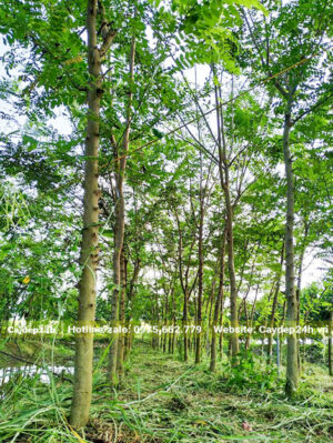 Vườn trồng Muồng Hoa Đào lâu năm, đường kính gốc từ 10 - 15cm, thân thẳng, tán đẹp