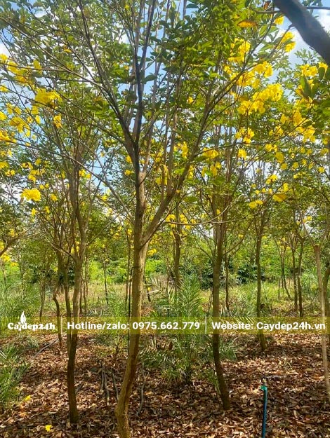 Vườn trồng Phong Linh vàng quy mô lớn, cây đã trưởng thành, chiều cao khoảng 5m