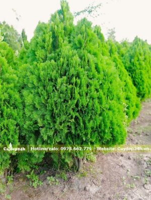 Trắc Bách Diệp tán thám, đường kính tán 1m