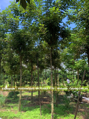 Hàng tuyển chọn, thân thẳng tắp, đã dâm ủ, đã ra tán mới