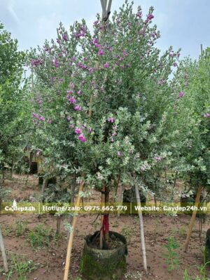 Tán lá xum xuê tỏa tròn xinh đẹp, nụ hoa đang ra rất sai và đang dần bung nở