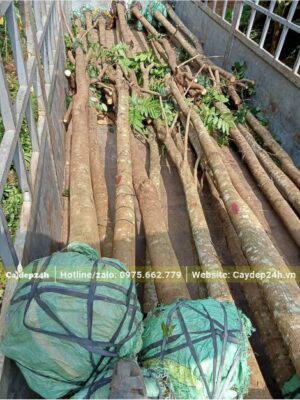 Xếp hơn chục cây Xà Cừ đường kính thân 15 - 18cm lên xe tải lớn