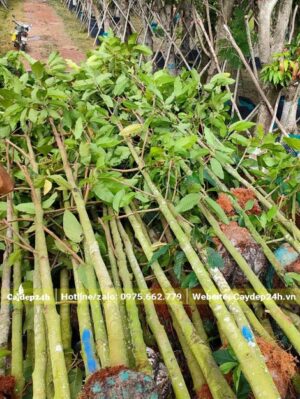 Dầu Rái công trình đường kính thân 8 - 10cm